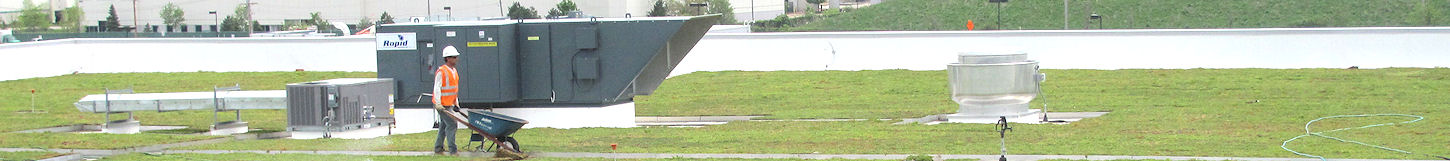vegetative roofing 4